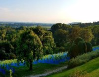 Weinberg und Pool