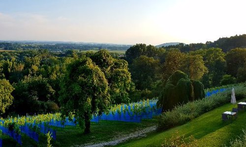 Weinberg und Pool